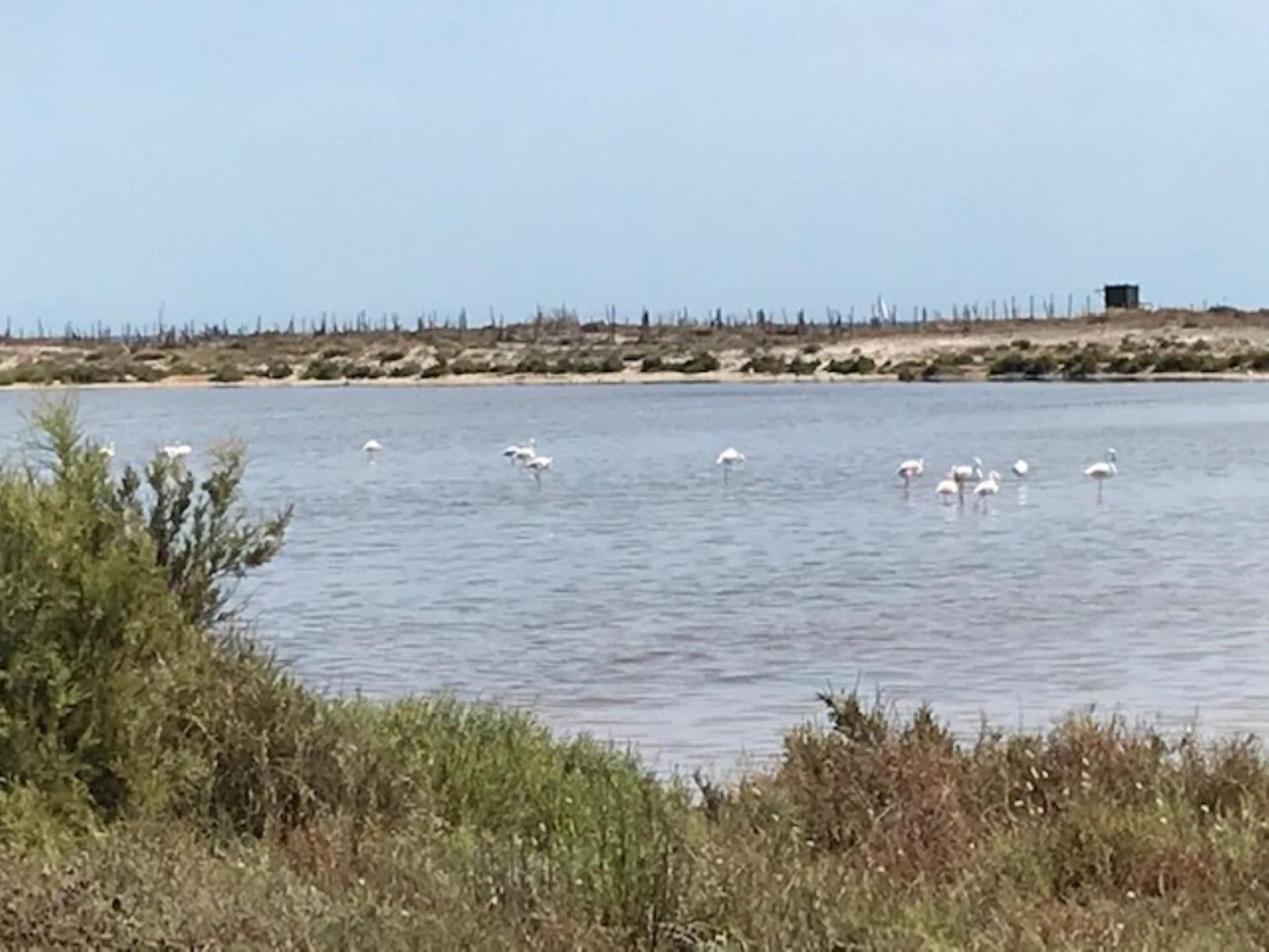 טורבייחה Punta Prima Oasis Beach Fase 9 מראה חיצוני תמונה